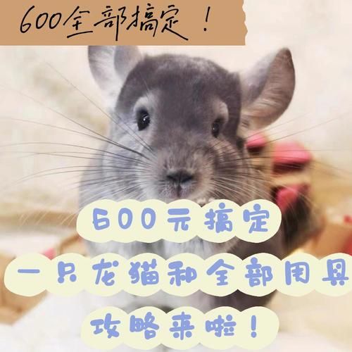 龙猫怎么养_龙猫多少钱一只